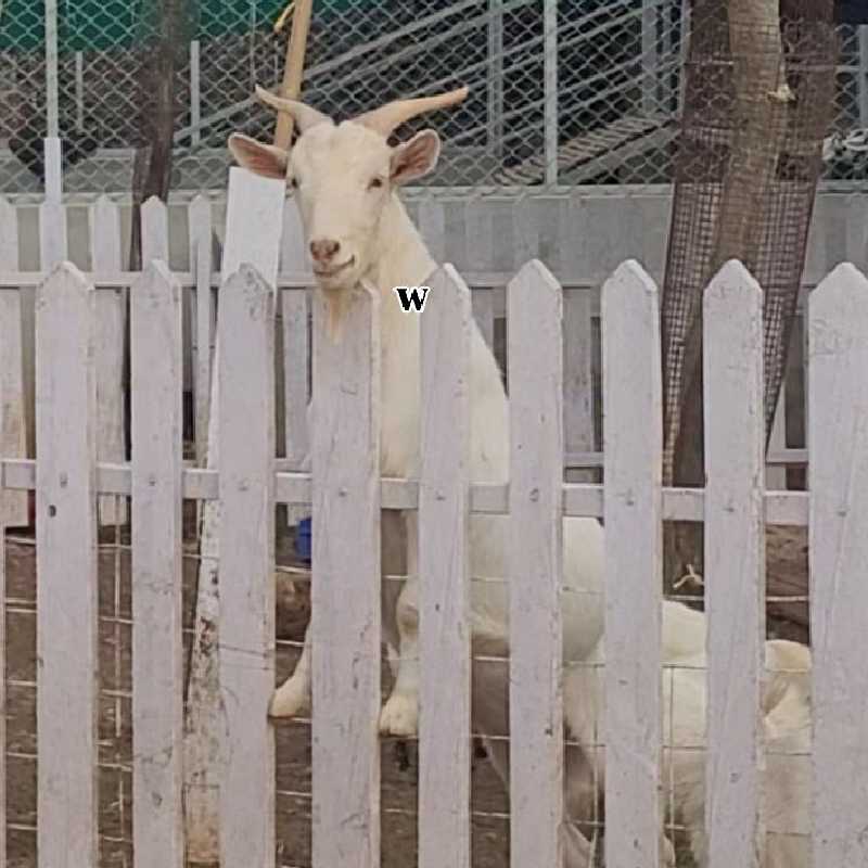 Picket Fence Animal Family