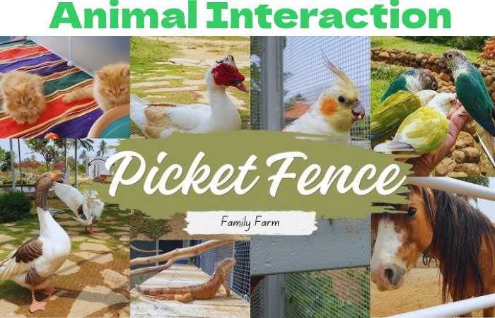 Animal Interaction